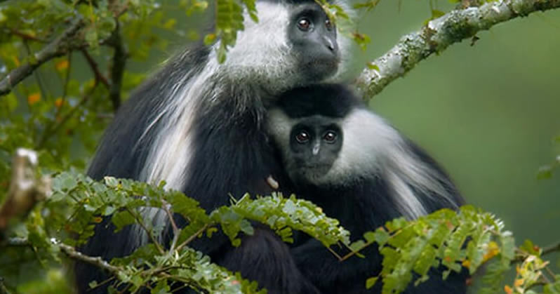 Nyungwe Forest National park