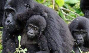 Mgahinga Gorilla National Park