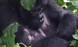 Gorilla tours Uganda