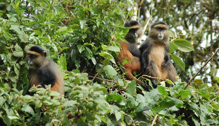 Golden Monkey Trekking in Rwanda & Uganda