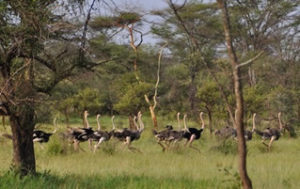 Bird watching in kidepo