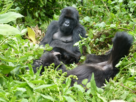 Uganda Flying safaris