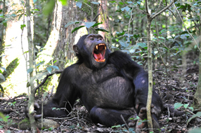 Gorilla Trekking Addons