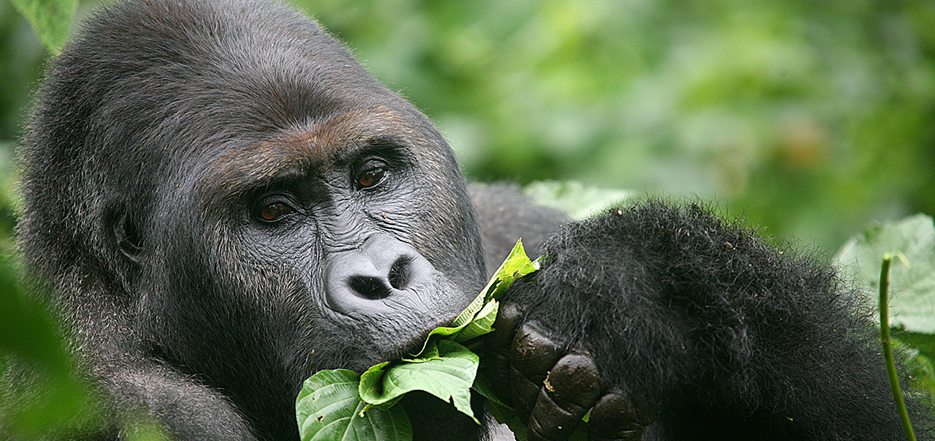 Trekking Eastern Lowland Gorillas in Kahuzi Biega National Park