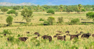 wild animals in Kidepo Valley National Park