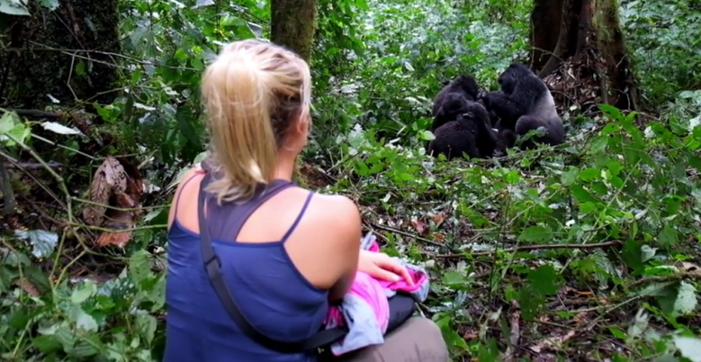 compaing gorilla trekking & habituation