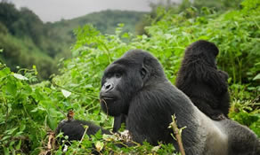 Gorilla trekking in Uganda