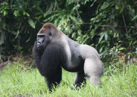 Eastern lowland gorillas