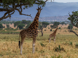 Uganda Flying safaris