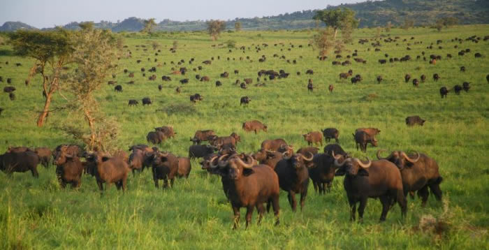 UWA opens Savannah Parks For Tourism