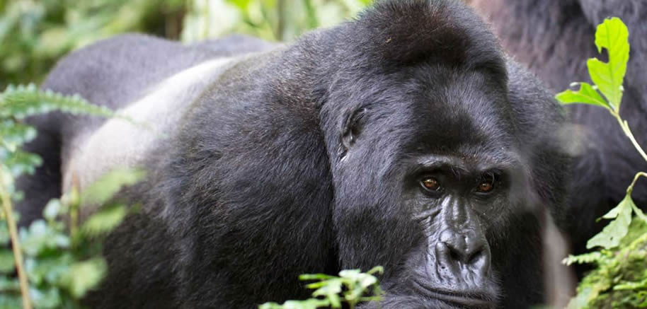 Gorilla Parks Temporarily Suspend Gorilla Tours to Prevent Covid19