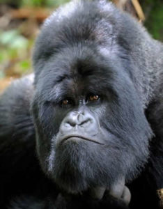 Gorilla parks Close Tourism to Prevent Corona Virus