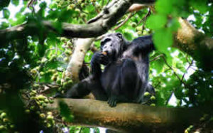 Chimpanzee trekking in Uganda