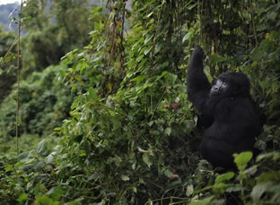 Gorilla regions in Bwindi