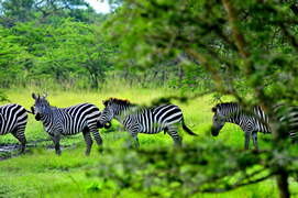 Game safaris in Uganda