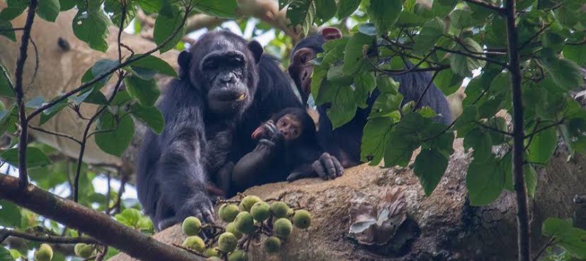 Chimpanzee Habituation Experience (CHEX)