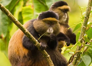 Golden Monkey Trekking in Rwanda