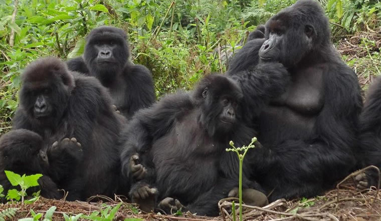 Hirwa  Gorilla Family Returns To Rwanda