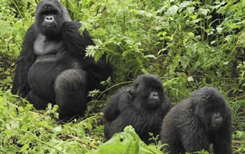 Gorillas in Africa