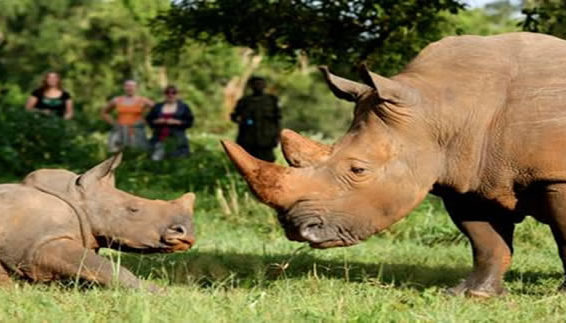 Rhino tracking in Uganda