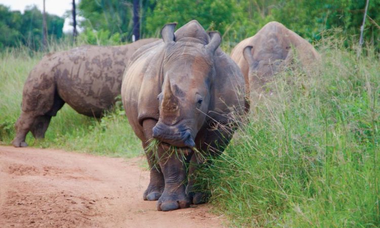 Rhino Tracking at Zziwa Sanctuary