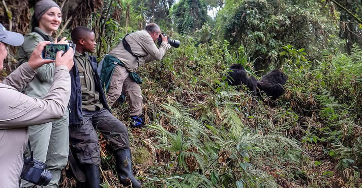 Is Gorilla Trekking Safe in Uganda, Rwanda and Congo?