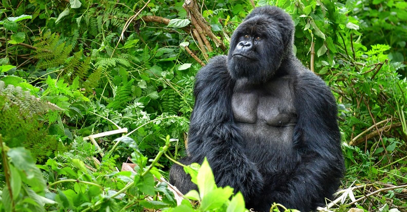 Lifestyle of Mountain Gorillas