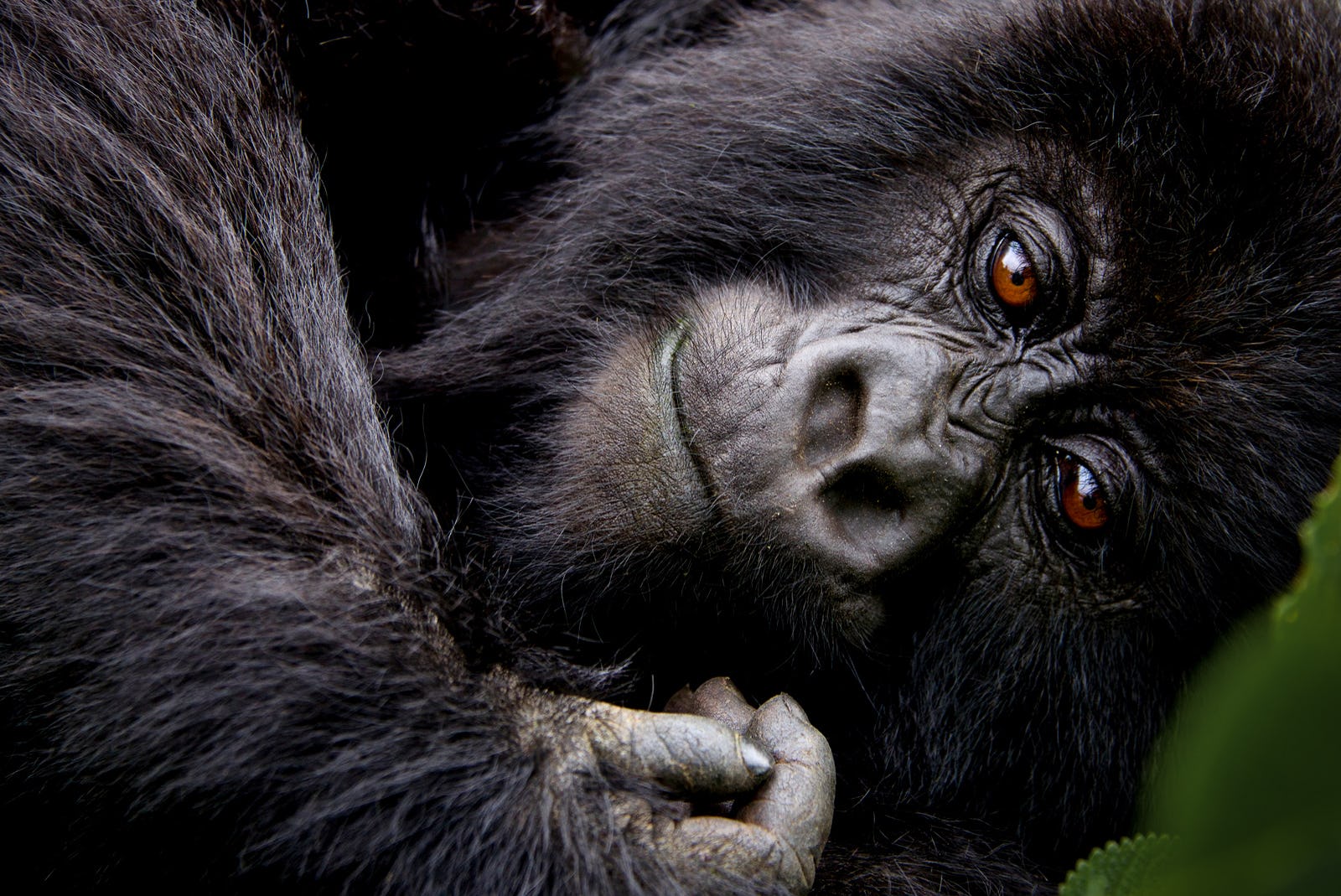 Gorilla trekking in Uganda