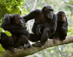 Uganda chimpanzee tours