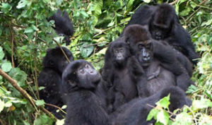 Lifestyle of mountain gorillas