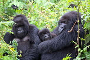 Facts about mountain gorillas