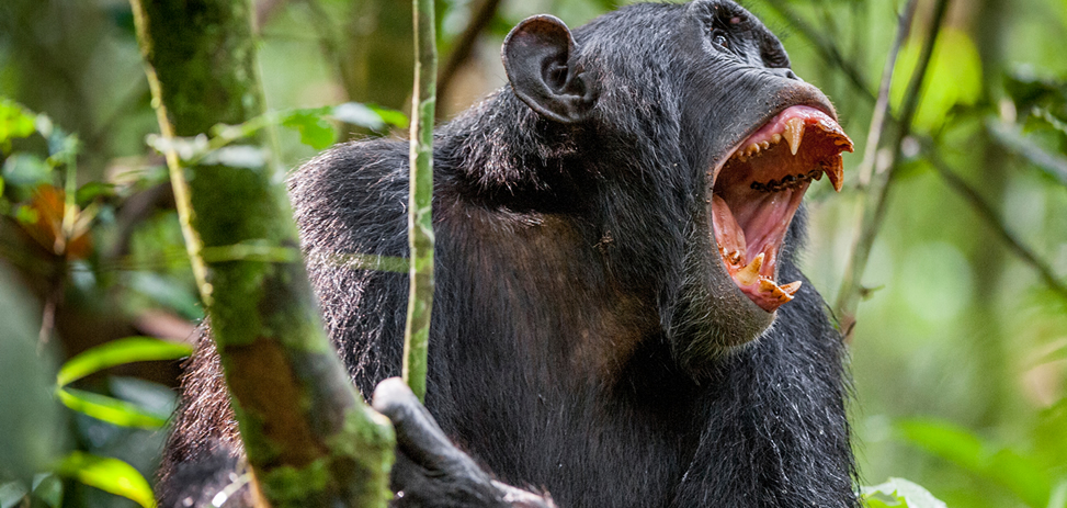 Primate Trekking in Rwanda
