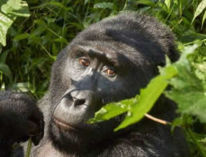 Primate safaris in Rwanda