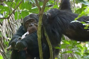 Primate safaris in Rwanda