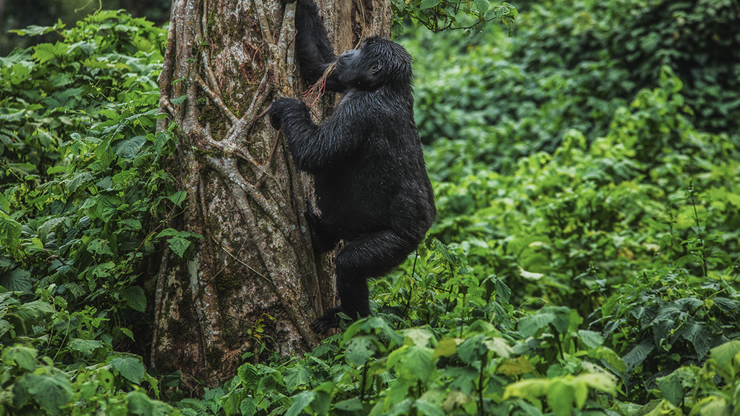 Rwanda virtual Tours to See Gorillas