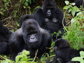 Rwanda Virtual tours to see gorillas