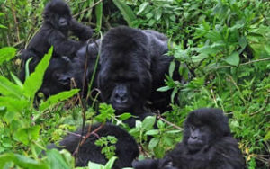 Gorilla families in Rushaga sector