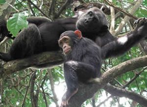 Atractions in Nyungwe Forest