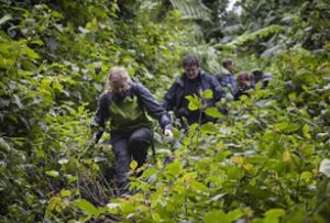 Hiking trails in Nyungwe Forest