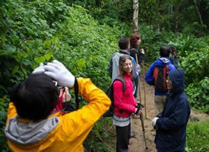 Hiking trails in Nyungwe Forest