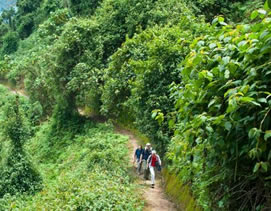 Hiking trails in Nyungwe Forest