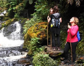 Hiking trails in Nyungwe Forest