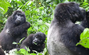 gorilla families in Uganda