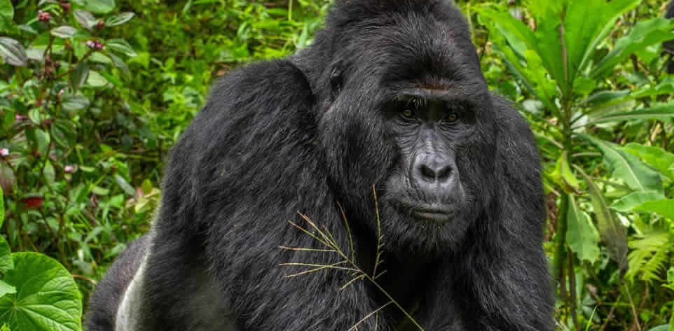 Four Poachers Arrested for Killing Endangered Silverback Gorilla