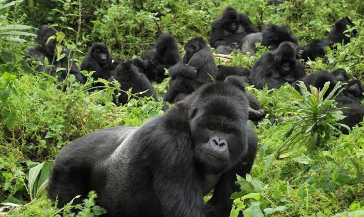 mountain gorillas in Rwanda