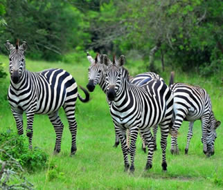 Uganda game safaris