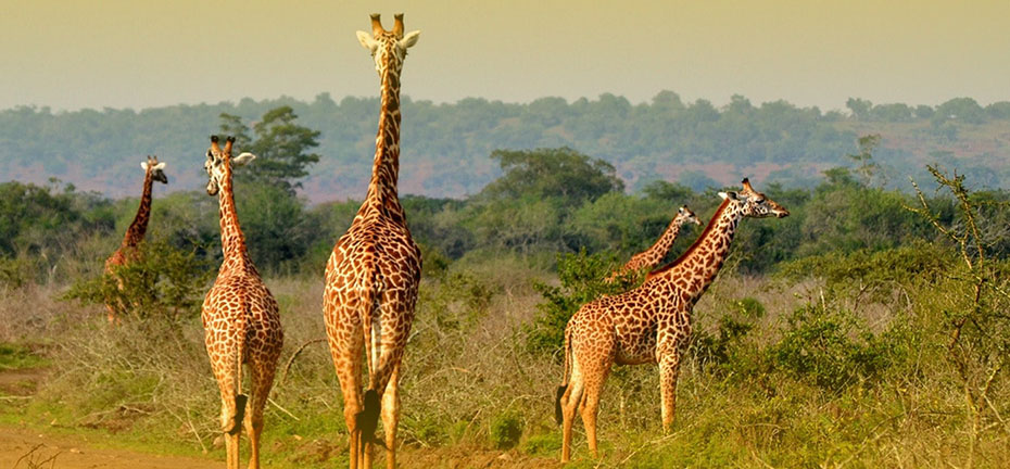 Game Safaris in Rwanda