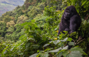 Where to trek gorillas