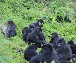 Gorilla Trekking in Uganda Vs Rwanda