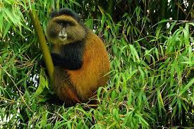 Rwanda golden monkey tours